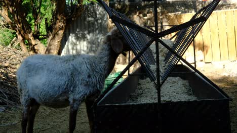 Sheep-Eating-Hay-Animal-Farm