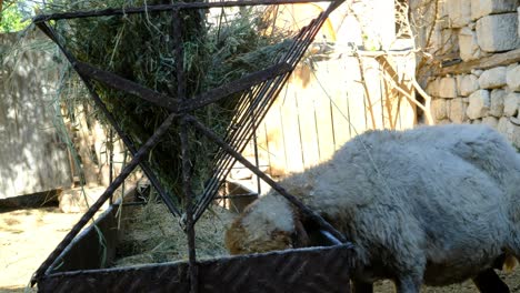 Sheep-Eating-Hay-Animal-Farm