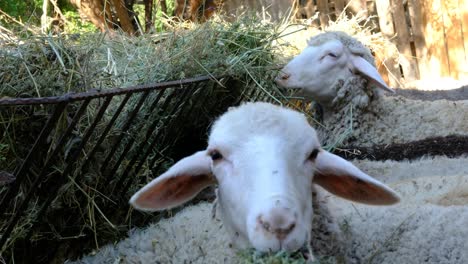 Grass-eating-sheep-lamb