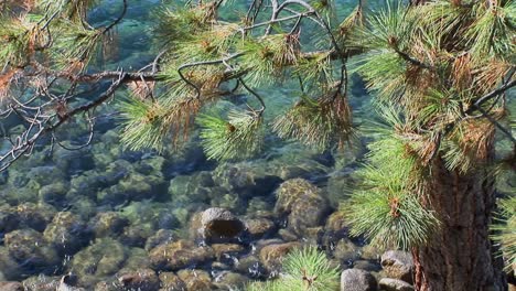 Water-in-Lake-Tahoe-undulates-over-rocks-near-the-branches-of-a-tree-in-the-Sierra-Nevada-mountains
