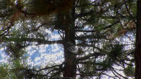 Sunlight-sparkles-on-water-in-Lake-Tahoe-behind-a-tall-evergreen-tree-in-the-Sierra-Nevada-mountains-