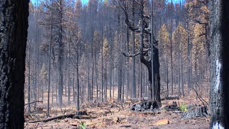 Un-Bosque-Incendiado-Con-árboles-Talados-4