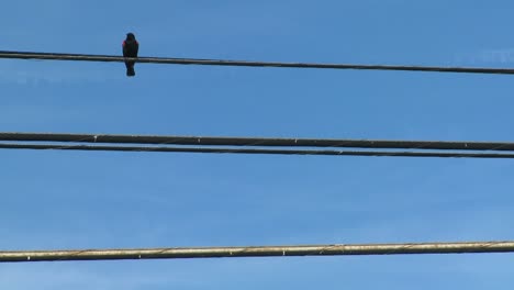 A-redwing-blackbird-sits-on-a-power-line