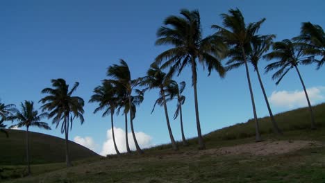 Schwenk-über-Im-Wind-Wehende-Palmenreihen-Auf-Einer-Südseeinsel