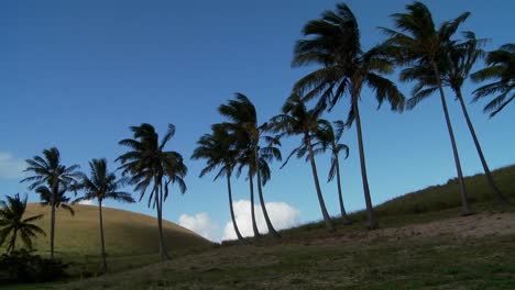 Schwenk-über-Im-Wind-Wehende-Palmenreihen-Auf-Einer-Südseeinsel-1