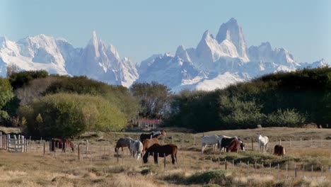 Vacas-Y-Ganado-Pastando-Cerca-De-Una-Finca-En-El-Sector-Fitzroy-De-La-Patagonia