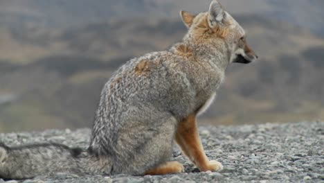 A-small-fox-in-the-Patagonia-region-of-Chile-Patagonia-1