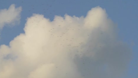 Flocks-of-birds-fly-against-thunderhead-clouds