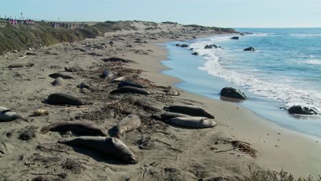Large-groups-of-elephant-seals-lie-on-a-beach-in-Central-California