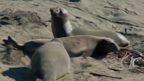 Elephant-seals-fight-on-a-beach