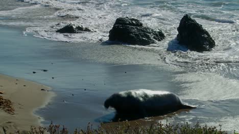An-elephant-seal-lies-in-the-surf-1