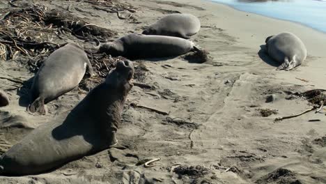 Elephant-seals-lie-on-the-beach