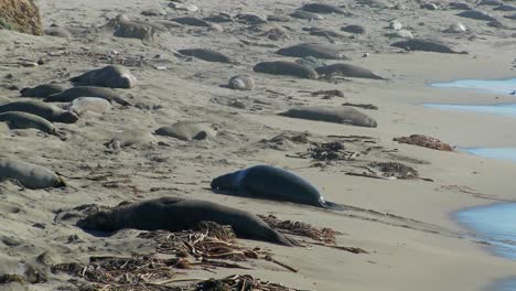 Elephant-seals-move-up-the-beach