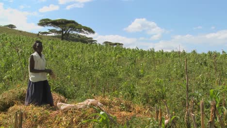 Una-Mujer-Trabaja-En-Una-Granja-En-Africa