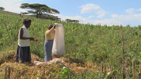 Two-women-work-in-the-fields-on-a-farm-in-Africa