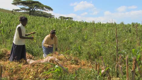 Two-women-work-in-the-fields-on-a-farm-in-Africa-1
