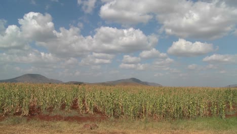 Mais-Wächst-Auf-Feldern-In-Afrika