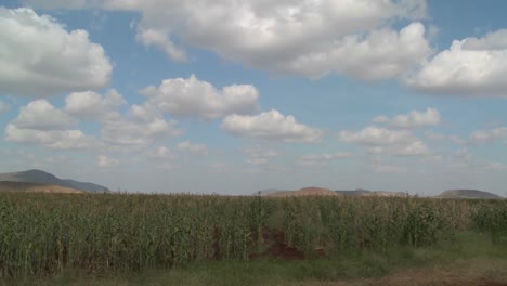 Mais-Wächst-In-Dieser-Zeitrafferaufnahme-Auf-Farmfeldern-In-Afrika