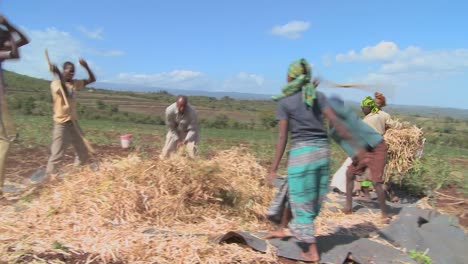 A-circle-of-men-thresh-wheat-on-a-farm-in-Africa-1