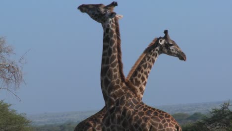 Giraffes-tussle-and-fight-in-a-display-of-mating-behavior