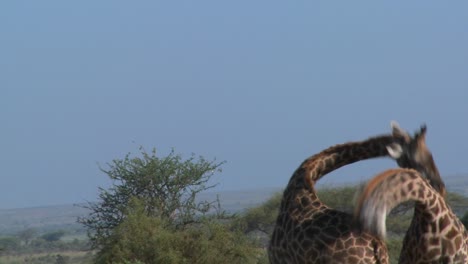 Giraffes-tussle-and-fight-in-a-display-of-mating-behavior-2