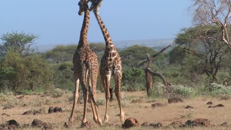 Giraffes-tussle-and-fight-in-a-display-of-mating-behavior-3