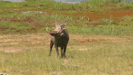 A-warthog-runs-across-the-desert-in-Africa