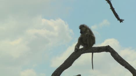 An-African-baboon-sits-in-a-tree-and-contemplates-the-surroundings