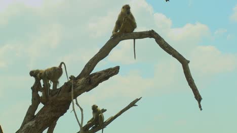 African-baboons-sit-in-a-tree-as-a-family-group