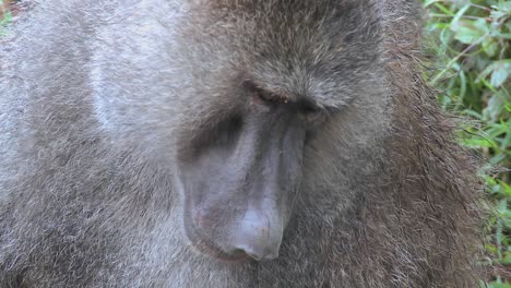 Close-up-of-a-baboon-having-fleas-and-ticks-picked-off-in-a-grooming-ritual