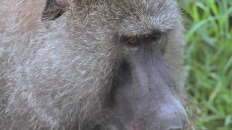 Close-up-of-a-baboon-face-having-fleas-and-ticks-picked-off-in-a-grooming-ritual