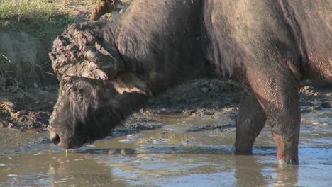 Close-on-a-cape-buffalo-grazing-at-a-watering-hole-in-Africa