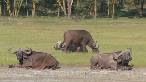 Cape-buffalo-relaxing-on-the-plains-of-Africa-1