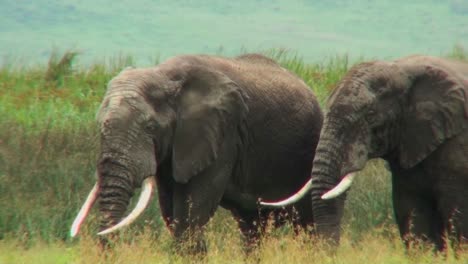 African-elephants-graze-on-the-savannah