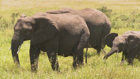 Elephants-and-babies-walk-across-the-African-savannah