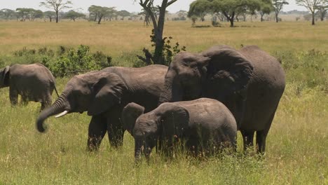 A-group-of-three-elephants-graze-on-the-Serengeti-plains