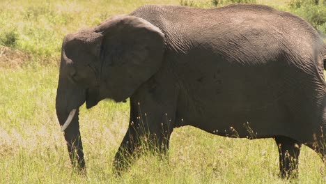 A-lone-elephant-stands-in-yellow-grass-on-the-Serenegeti-plains-of-Africa