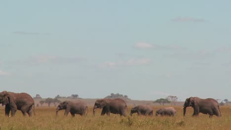 A-spectacular-shot-of-elephants-migrating-across-the-African-plains-on-the-Serengeti