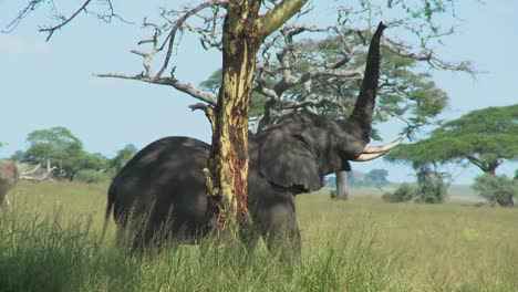 An-elephant-reaches-into-the-trees-with-its-trunk