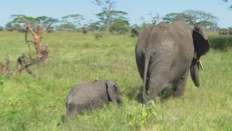 A-mother-elephant-and-her-baby-walk-through-grass-on-the-Serengeti-plains-in-Africa