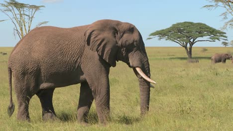 An-elephant-relaxes-on-the-Serengeti-plains-of-Africa