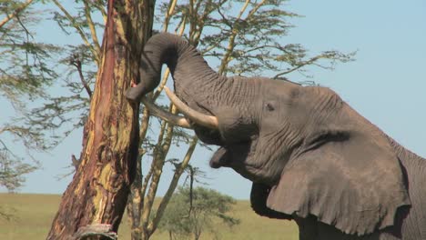 An-elephant-peels-bark-off-a-tree-using-his-trunk