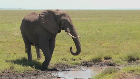 An-elephant-drinks-from-a-watering-hole-on-the-Serengeti-plains