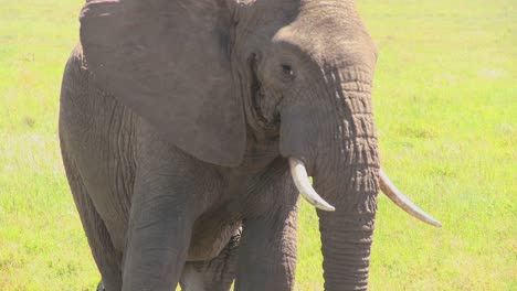 A-nice-looking-elephant-looks-at-the-camera-from-a-distance