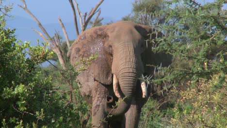 An-angry-African-elephant-acts-threatening-as-if-to-charge