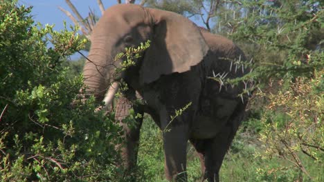 An-angry-African-elephant-acts-threatening-as-if-to-charge-1