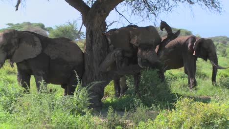 Giant-African-elephants-use-a-local-tree-to-scratch-their-itches