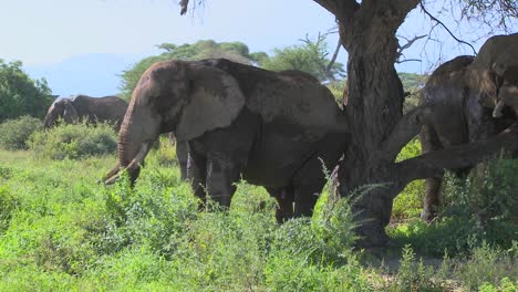 Giant-African-elephants-use-a-local-tree-to-scratch-their-itches-1