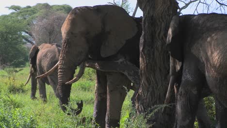 Giant-African-elephants-use-a-local-tree-to-scratch-their-itches-2