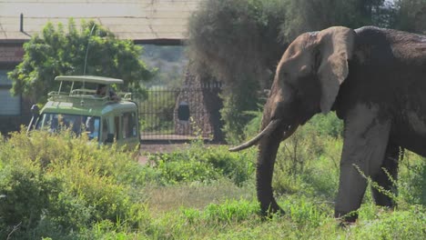 A-massive-African-elephant-poses-at-the-entrance-gate-to-Amboceli-National-Park-in-Tanzania